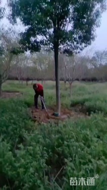 15公分红果冬青