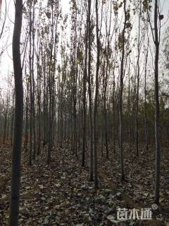 12公分窄冠毛白杨