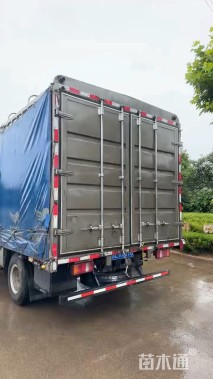 高度70厘米花叶蒲苇