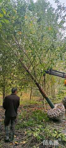 15公分乐昌含笑