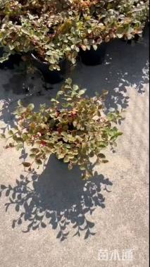 高度15厘米头花蓼