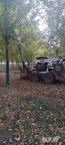 18公分速生白蜡