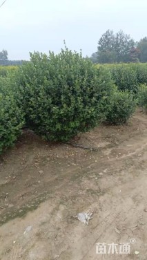 冠幅180厘米卫矛球