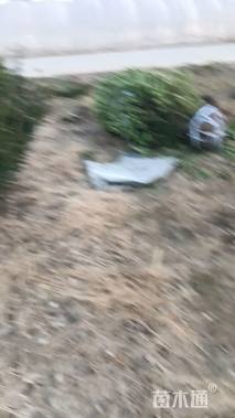 高度200厘米黄杨