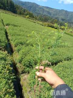 高度8厘米杉木小苗