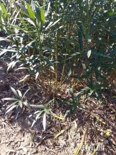 高度150厘米夹竹桃