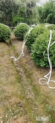 冠幅150厘米茶梅球