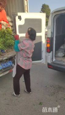 高度45厘米金边黄杨