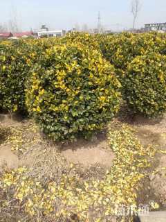 冠幅30厘米金森女贞球