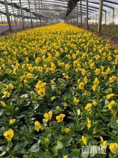 高度15厘米三色堇