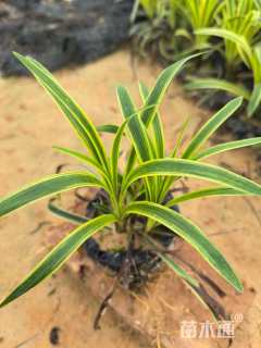 高度20厘米金边麦冬