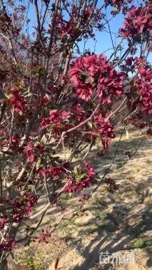 15公分红宝石海棠