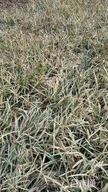 高度20厘米金边麦冬