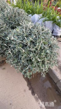 高度60厘米水果兰球