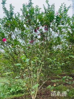 高度300厘米丛生紫薇