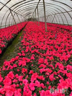 高度30厘米西洋杜鹃