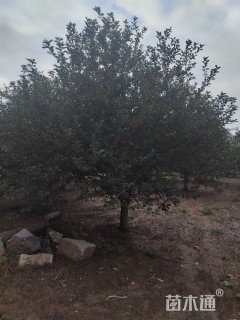 18公分亚当海棠