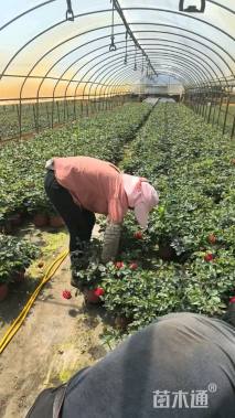 高度20厘米月季小苗