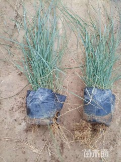 高度30厘米粉黛乱子草