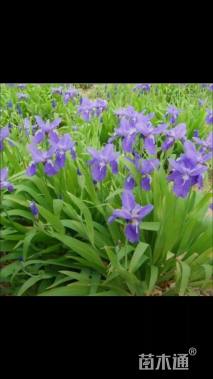 高度30厘米蓝花鸢尾