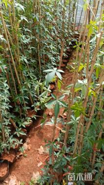 高度80厘米五爪金龙