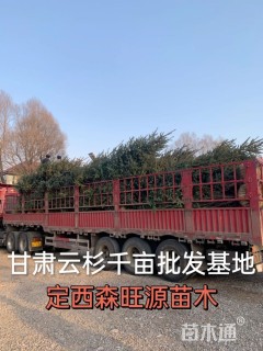 高度200厘米青海云杉