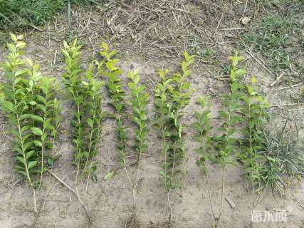 高度45厘米金叶女贞