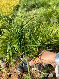 高度30厘米麦冬