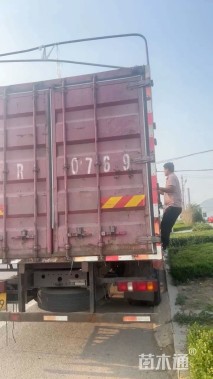 高度20厘米金叶佛甲草