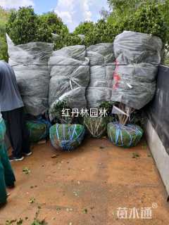 冠幅100厘米大叶黄杨球