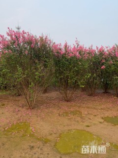 高度350厘米丛生紫薇