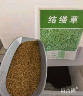 草坪种子