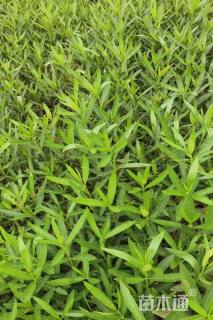 高度25厘米夹竹桃