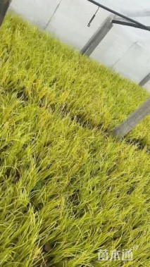 高度10厘米金叶石菖蒲