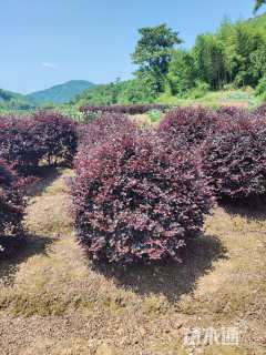 冠幅150厘米红花继木球