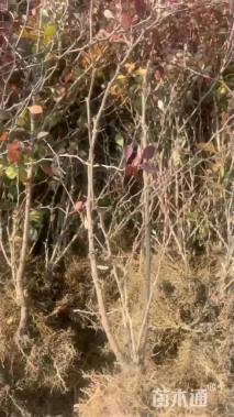 高度60厘米红叶小檗小苗