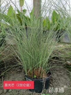 高度60厘米晨光芒