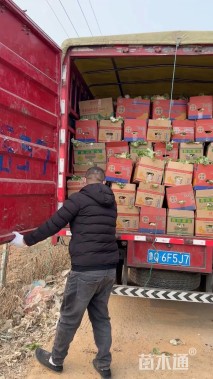 高度30厘米荷兰菊