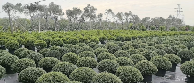 冠幅60厘米龟甲冬青球