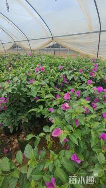 高度80厘米三角梅