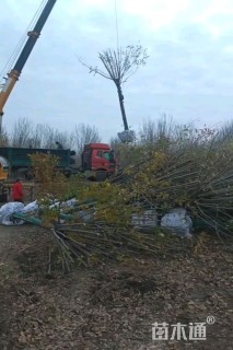 16公分速生国槐