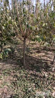 高度250厘米蜡梅