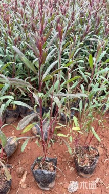 高度25厘米千鸟花