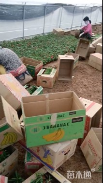 高度19厘米石竹