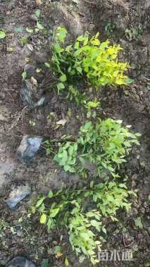 高度34厘米金森女贞