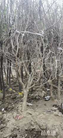 高度300厘米石榴