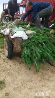 高度50厘米黑松