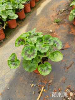 高度10厘米美女樱