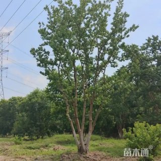 20公分(5杆)丛生乌