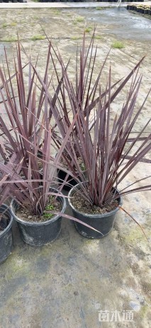 高度50厘米红巨人